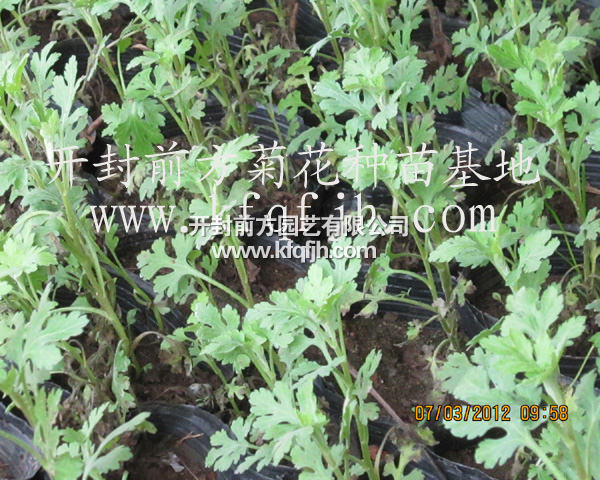 開(kāi)封前方園藝——菊花種苗廠家直銷(xiāo)